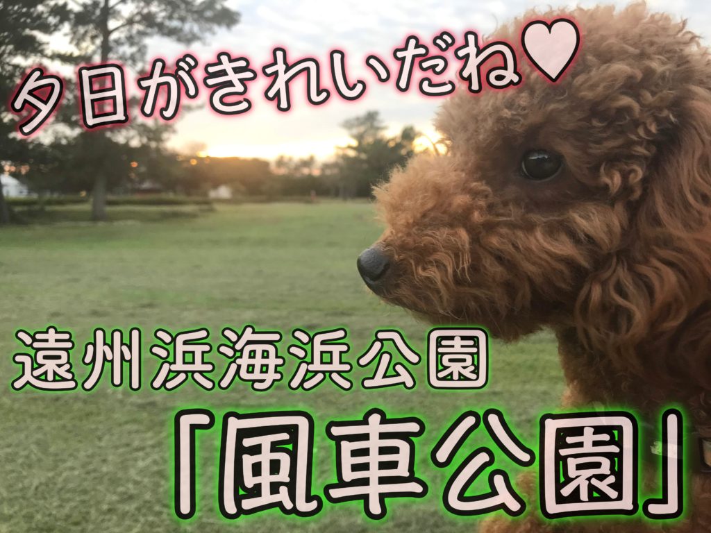 遠州浜海浜公園 風車公園 で散歩 頭上の凧に注意 浜松市の犬連れお出かけ観光ガイド むぎさんぽ