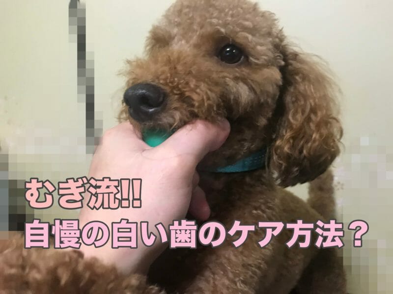 トイプードルの歯は汚れやすい 獣医に褒められる むぎの白い歯 浜松市の犬連れお出かけ観光ガイド むぎさんぽ